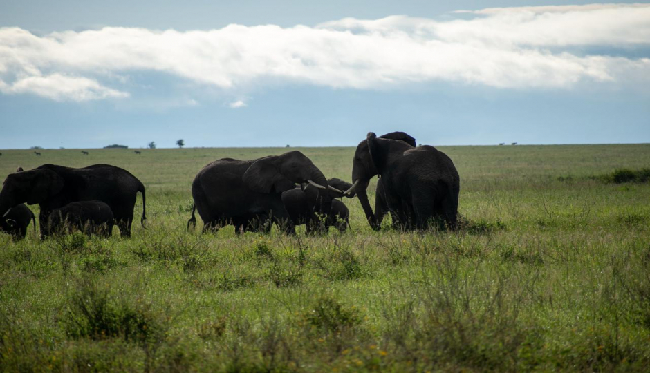 Thumb Nail Image: 6 From Arusha to Serengeti - A Safari Adventure of a Lifetime