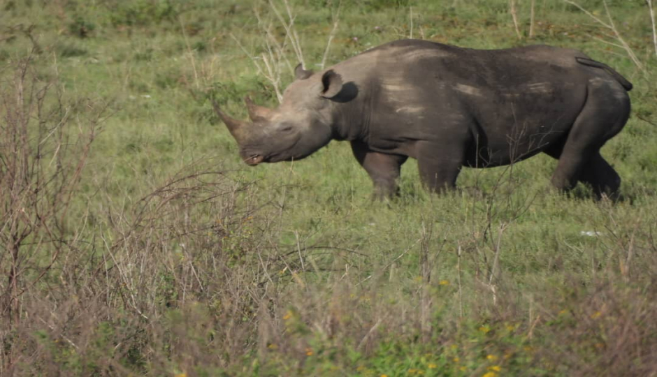 Thumb Nail Image: 1 Tanzania Safari: Your Ultimate Guide to an Unforgettable Adventure