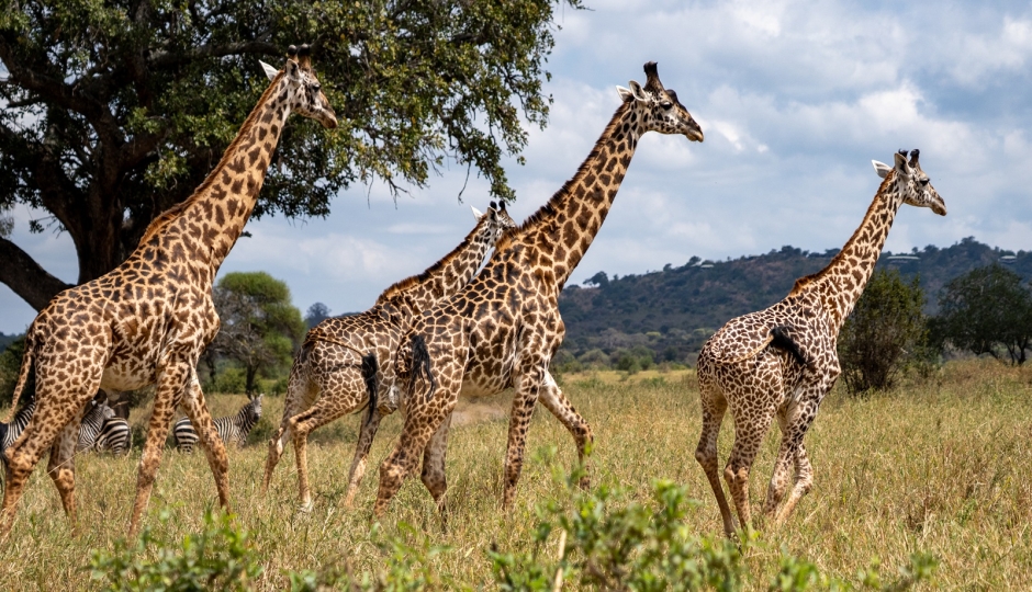 Actual image number 6 for slideshow images, displaying 26 tanzania safari images