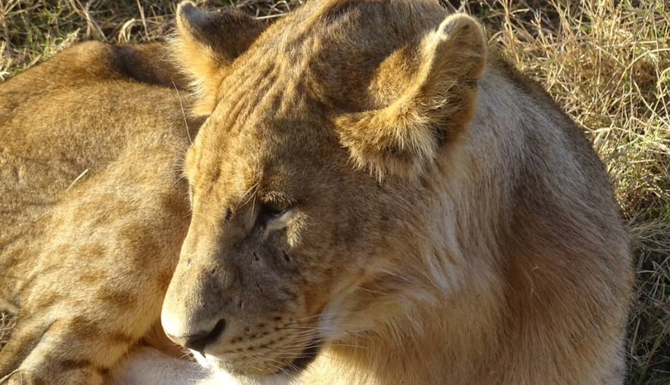 Thumb Nail Image: 3 Experience the Magic of a Shared Safari in Tanzania