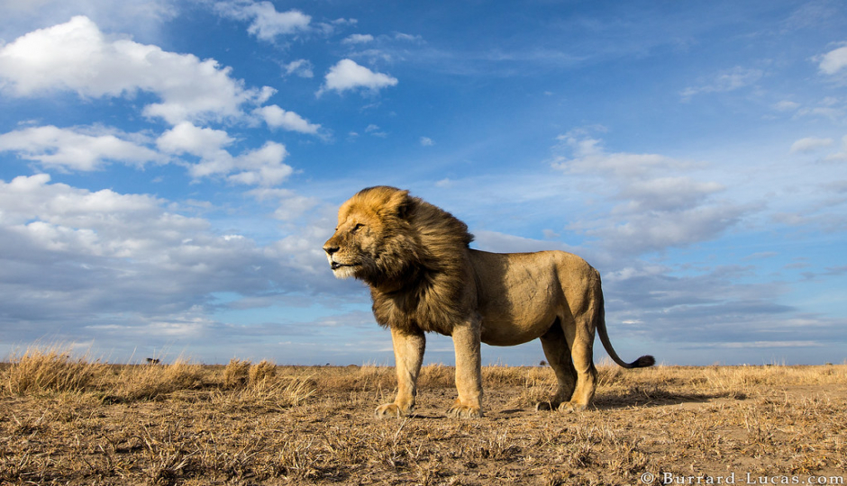 Random image number 6 showcasing tanzania safari image gallery placeholder