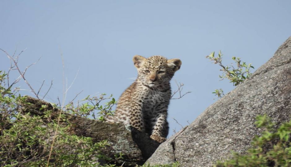 Thumb Nail Image: 3 Tanzania Safari: Your Ultimate Guide to an Unforgettable Adventure