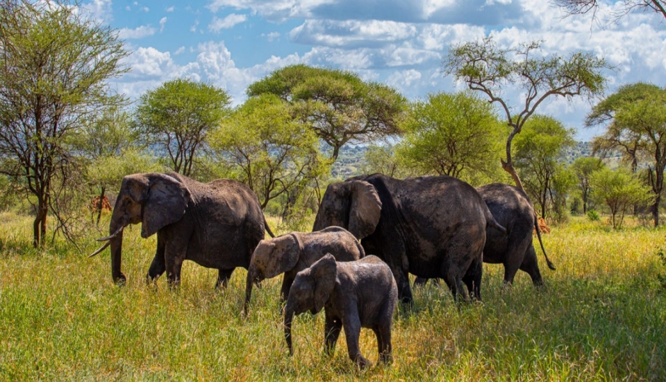 Image related to Tarangire vs Lake Manyara vs Ngorongoro Crater – Which Tanzania Safari Park Is Right for You?