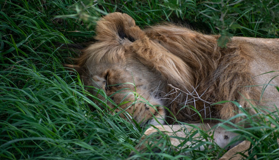 Thumb Nail Image: 3 Discovering the Wonders of Tanzania's Northern Circuit Safari: A Journey of Awe and Amazement