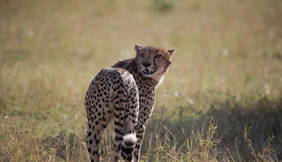 Random image number 3 showcasing tanzania safari image gallery placeholder