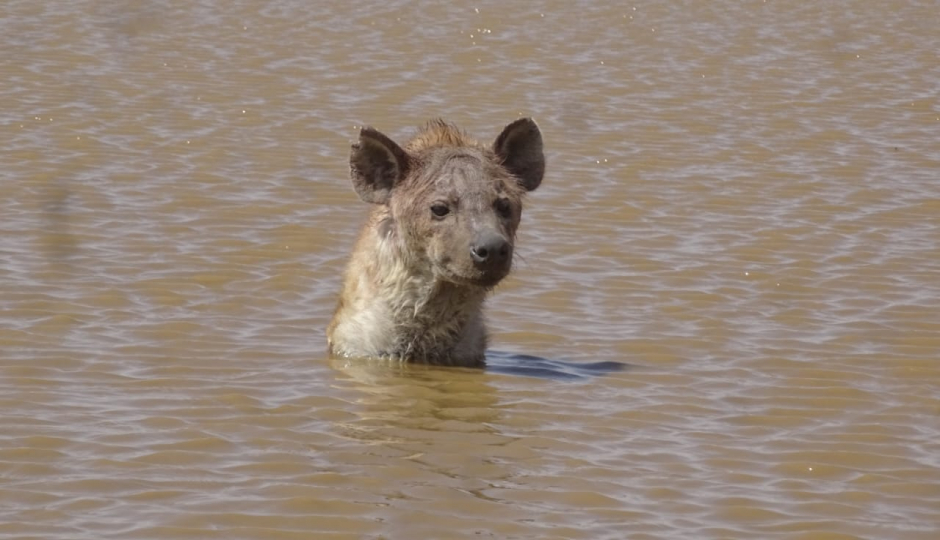 Actual image number 16 for slideshow images, displaying 36 tanzania safari images