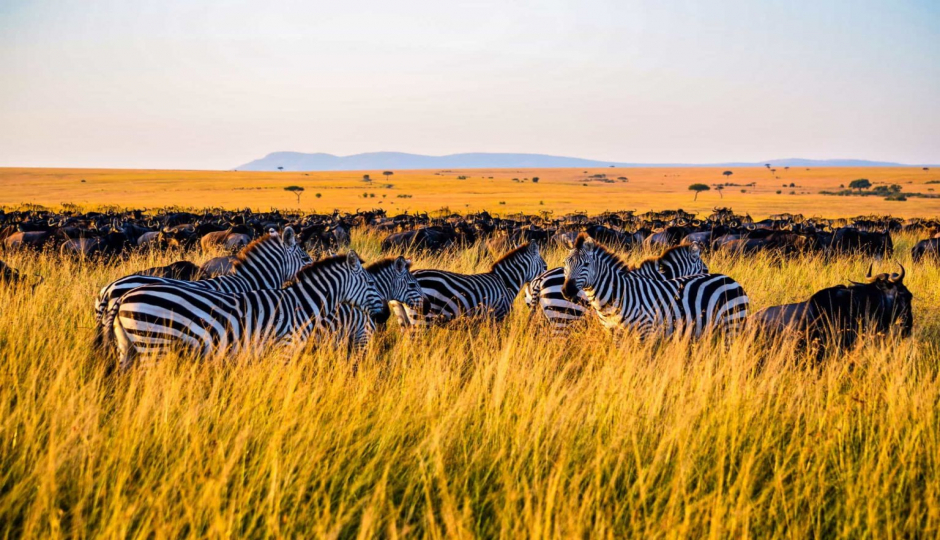 Thumb Nail Image: 2 The Great Migration in Serengeti: A Month-by-Month Guide to Nature’s Greatest Show