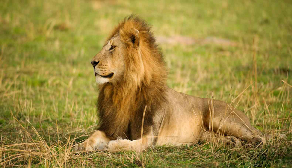 Tanzania Safari: 4-Day Tanzania Adventure: From Waterfalls to Wildlife