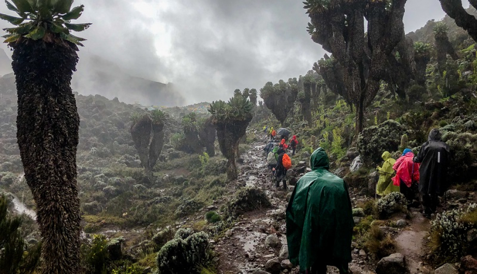 Thumb Nail Image: 4 Climbing Kilimanjaro: Solo VS Group Expedition - Making the Right Choice for Your Adventure of a Lifetime