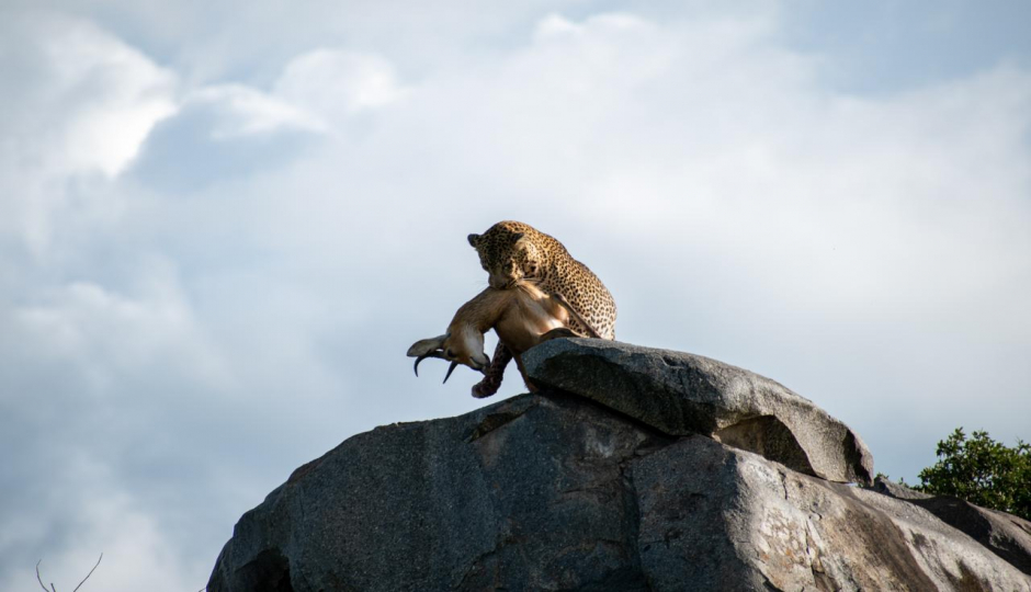 Thumb Nail Image: 1 Discovering the Wonders of Tanzania's Northern Circuit Safari: A Journey of Awe and Amazement