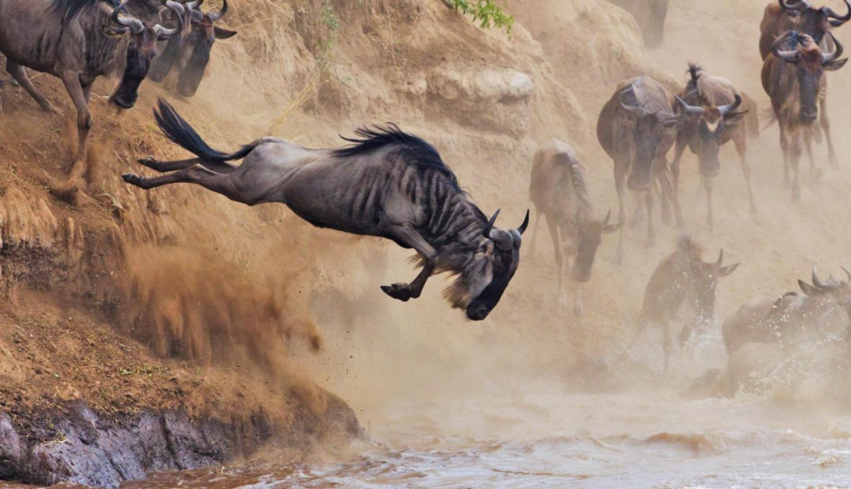 10 Days Serengeti Great Wildebeest Migration Safari