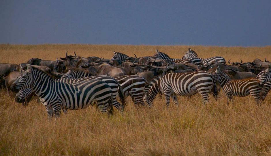 Actual image number 11 for slideshow images, displaying 31 tanzania safari images