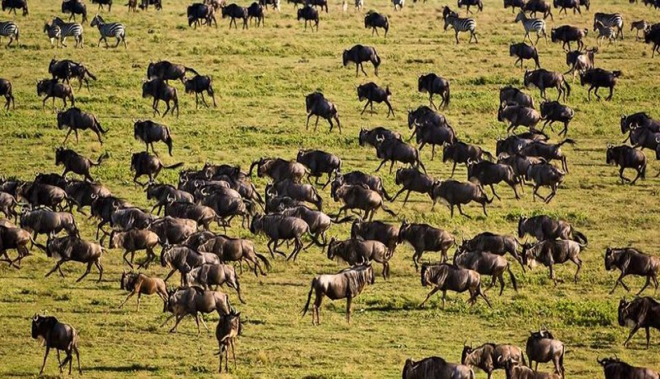 Thumb Nail Image: 3 The Great Migration in Serengeti: A Month-by-Month Guide to Nature’s Greatest Show