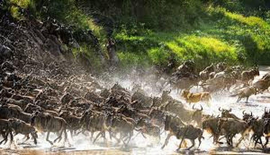 Thumb Nail Image: 4 The Great Migration in Serengeti: A Month-by-Month Guide to Nature’s Greatest Show