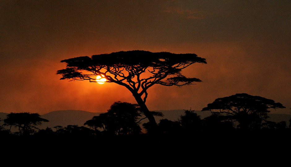 Random image number 1 showcasing tanzania safari image gallery placeholder