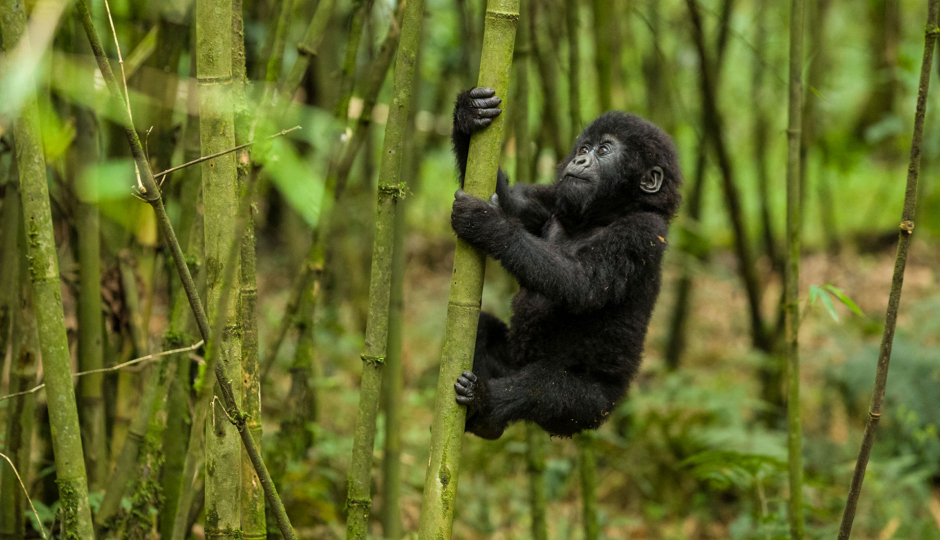 Image for Mgahinga Gorilla National Park