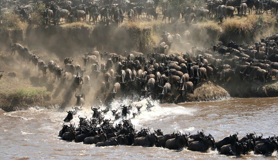 Image related to Where to See the Great Migration in September: A Complete Guide to Northern Serengeti