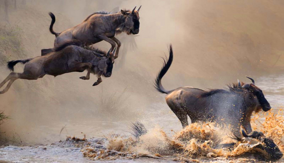 10 Days Serengeti Great Wildebeest Migration Safari