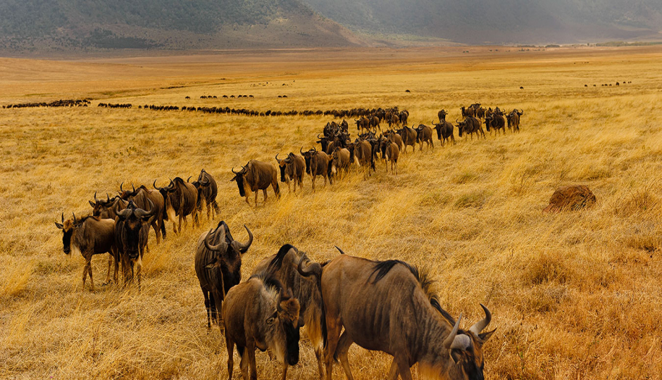 Image related to Which Month Is Perfect for Travelling to Tanzania Safari?