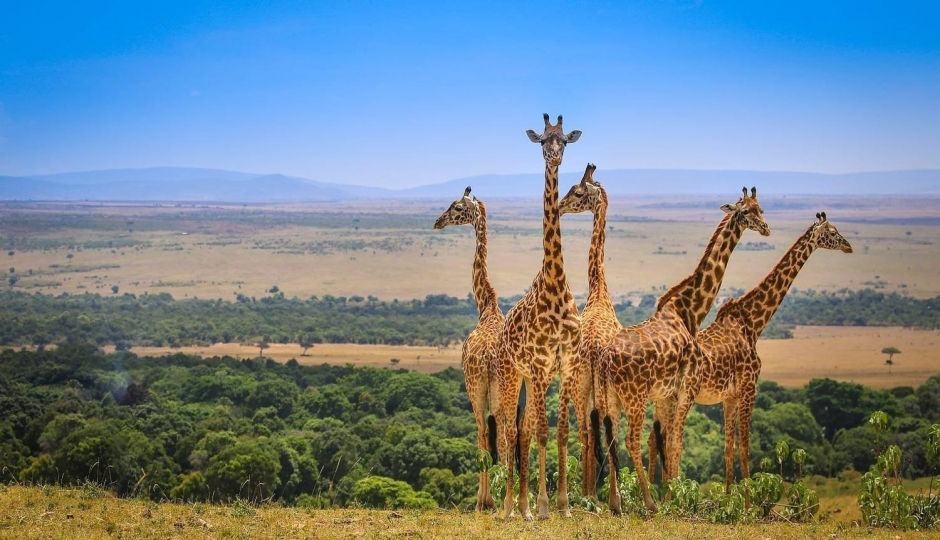 Thumb Nail Image: 1 10 Must-Do Activities in Tanzania: A Comprehensive Guide to an Unforgettable Adventure