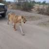 Thumb Nail Image: 5 Tanzania Safari - A Journey Through Wilderness