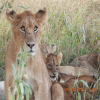 Are Safaris Suitable for Children? A Comprehensive Guide for Families