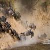 Thumb Nail Image: 6 Tanzania Safari - A Journey Through Wilderness