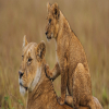 Blog post Discover the Magic: Join Our 4-Day Tanzania Camping Safari – Only $1100! Title