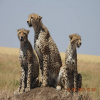 Thumb Nail Image: 2 Are Safaris Suitable for Children? A Comprehensive Guide for Families