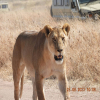 Thumb Nail Image: 4 Are Safaris Suitable for Children? A Comprehensive Guide for Families