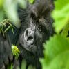 Thumb Nail Image: 4 Mgahinga Gorilla National Park