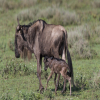 Thumb Image No: 3 7 Days Serengeti Wildebeest Migration Safari