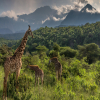 Thumb Image No: 1 Walking Tour in Arusha National Park Day Trip