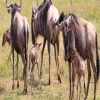 Blog post The Great Migration: March to May — The Green Season in Motion Title