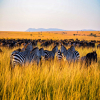 The Great Migration in Serengeti: A Month-by-Month Guide to Nature’s Greatest Show