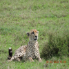 Thumb Nail Image: 2 Why You Should Book Your Tanzania Safari as Early as Possible