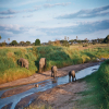 Thumb Image No: 1 Best Of Tarangire National Park Day Tour