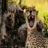 Blog post Is Kenya or Tanzania Safari Better? Here’s Why Tanzania Takes the Crown Title