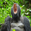 Thumb Nail Image: 2 Mgahinga Gorilla National Park