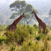 Thumb Image No: 2 Walking Tour in Arusha National Park Day Trip