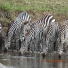 Thumb Nail Image: 1 Are Safaris Suitable for Children? A Comprehensive Guide for Families