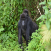 Thumb Nail Image: 3 Mgahinga Gorilla National Park