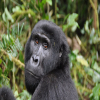 Thumb Nail Image: 1 Mgahinga Gorilla National Park